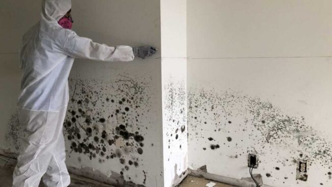 Portland OR Preventing Mold